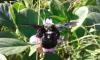 254101 – Photo : Benjamin Guichard – Martinique